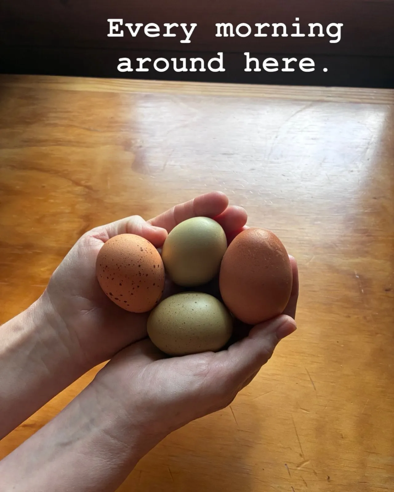 Fresh eggs gathered on the farm