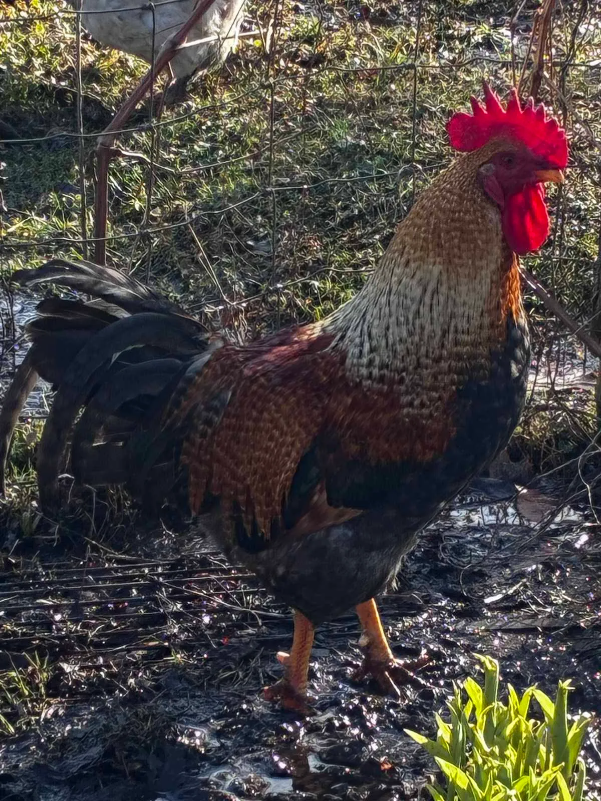 One of the farm's roosters